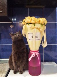 Пачка доказательств: коты точно звери с причудами