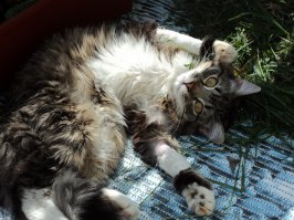 Вот он, мой десантник)))