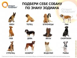-В мультяшках
-В любви и предпочтении к породам собак
-Криминал и темная сторона
П.С

Ну и про свой любимый знак зодиака..