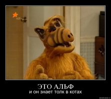 Кошки, достойные "Оскара"
