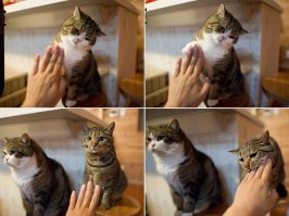 Кошки, достойные "Оскара"