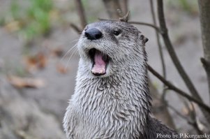 "Ничоси!" из Пражского зоопарка:)