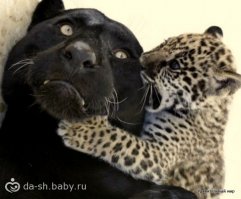 Мамы разные нужны, мамы разные важны