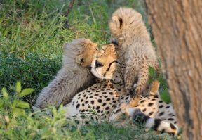 Мамы разные нужны, мамы разные важны