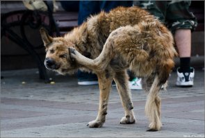 Блох питание.