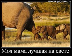 Мамы разные нужны, мамы разные важны