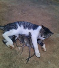 Мамы разные нужны, мамы разные важны