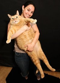 Хорошего кота должно быть много!