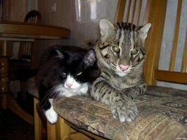 Хорошего кота должно быть много!