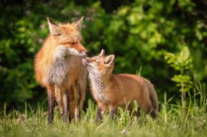 Мамы разные нужны, мамы разные важны