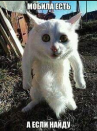 Хорошего кота должно быть много!