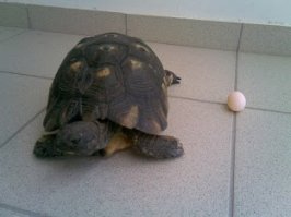 Черепахам на свое потомство плевать. Снеслось яйцо, закопать его и идти дальше.