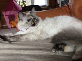 Всего ничего 1,5кг в красавице, но пуфыстик еще тот... :) Да и с характером наша блондиночка...