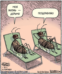 А вы знали, что на самом деле происходит с вашей едой, когда на нее садится муха? Фу!