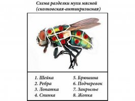 А вы знали, что на самом деле происходит с вашей едой, когда на нее садится муха? Фу!