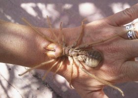 А пока ты ищешь по степи черный тюльпан, то не оглядывайся.
Позади тебя, недобро улыбаясь, будут шагать вот такие вот штуковины.
Приезжайте к нам в Калмыкию. Тут здорово.