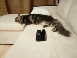 ну да, тут ему 8 месяцев, а сейчас уже 1,7. Мне кажется он совсем не изменился (вижу его каждый день) вот последние фото