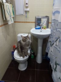 ну да, тут ему 8 месяцев, а сейчас уже 1,7. Мне кажется он совсем не изменился (вижу его каждый день) вот последние фото