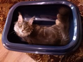 Кошки, достойные "Оскара"