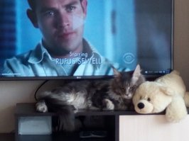 ну да, тут ему 8 месяцев, а сейчас уже 1,7. Мне кажется он совсем не изменился (вижу его каждый день) вот последние фото