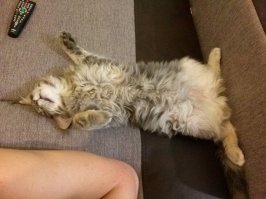 Кошки, достойные "Оскара"