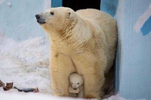 Мамы разные нужны, мамы разные важны