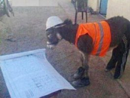 Мой хозяин идиот!!!