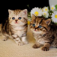 Необъяснимые вещи и события!