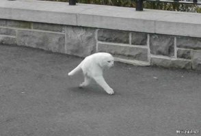 Паранормальные явления на фотографиях: правда или фотошоп?