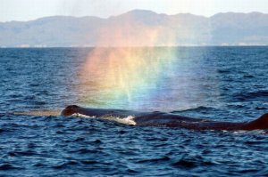 В небе над Филиппинами пролетел радужный единорог