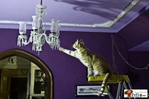 Смущает ОЧЕНЬ много несовпадений.