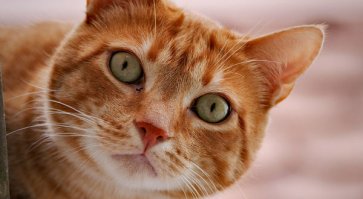 Ждём репортажа, как Серёга лижет себе бубенчики и они начинают блестеть лучше, чем корабельная Рында !!!