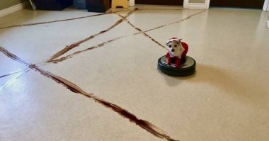 Собачонка гадит, как взрослый гиппопотам.