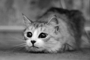 кошка должна е-б-а-ш-и-т-ь мышек и птичек, это ее нормальный корм, а не ваш тортик и кукуруза!
но , я вас понимаю... че не сделать ради якобы красивого кадра....
кстати я ничего красивого тут не вижу!

вот красивый кадр (и кошатина явно не тортик смотрит :) )