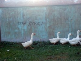 Утка и пёс - лучшие друзья