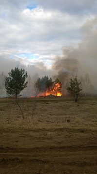 Сам стал свидетелем чего-то подобного. Пока вызвали пожарных, сгорело много деревьев и это всего лишь за 15 минут.