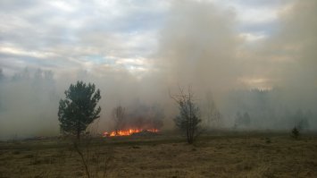 Сам стал свидетелем чего-то подобного. Пока вызвали пожарных, сгорело много деревьев и это всего лишь за 15 минут.