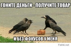 Вороны - самые наглые существа животного мира