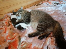 А у меня псинка с котом дружат))