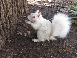 А я там увидела белку альбиноса, но не в парке Крюгера, а в городском парке Кейптауна.