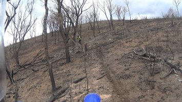 Идиоты ! Они не понимают, что вместе с травой выгорают деревья !
А дерево не за один год вырастает !!!