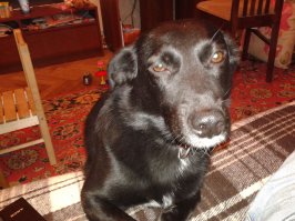 не знал, что моя Ляпка китайские товары рекламирует