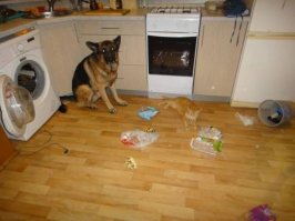 Кошара ветошью прикинулся,а люлей получит Шарик