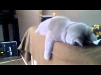 А если она загорала вот так?: