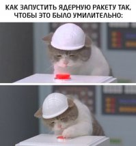 Сюрприз от бродячей кошки