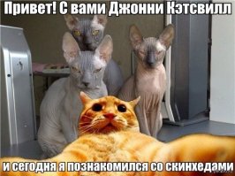 Инопланетная красота сфинксов