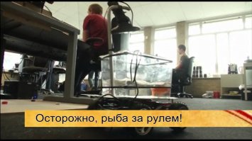 Первая в мире рыба-водитель медузы.