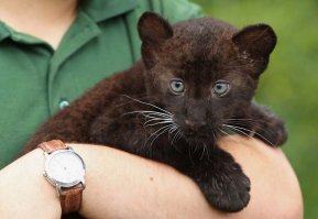 Скорее пантера. Если еще точнее - котенок черного леопарда. Если забить в Яндексе, эта картинка выскакивает 2-й или 3-й. А вот еще одна: