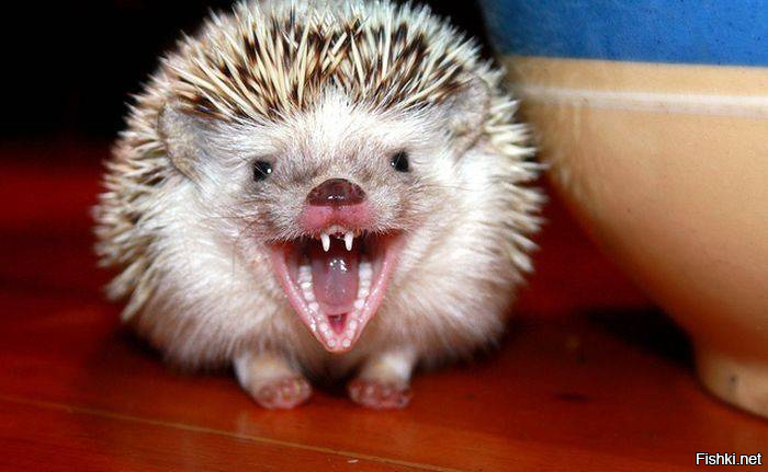 Собственно, у ежа и по зубам всё понятно... в смысле чем питается. ;)
Ну никак не фруктами-овощами.