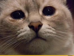 Поллитра вдребезги?